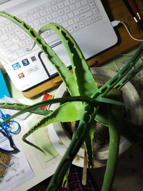 龙爪菊叶子干枯发黄怎么办 三招教你快速解决龙爪菊叶黄问题