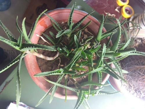 龙爪菊叶子干枯发黄怎么办 三招教你快速解决龙爪菊叶黄问题