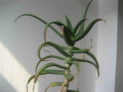 龙爪菊叶子干枯发黄怎么办 三招教你快速解决龙爪菊叶黄问题