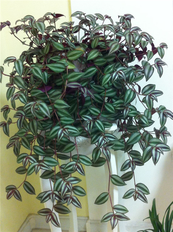 吊竹梅怎么修剪 吊竹梅经过这样修剪观赏价值会更高