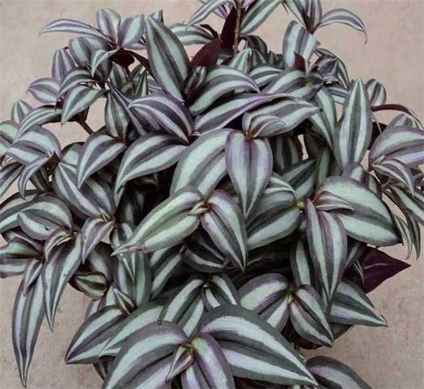 吊竹梅怎么修剪 吊竹梅经过这样修剪观赏价值会更高