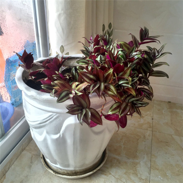 吊竹梅怎么浇水 吊竹梅的四季浇水方法及注意事项介绍