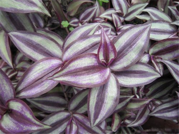 吊竹梅怎么浇水 吊竹梅的四季浇水方法及注意事项介绍