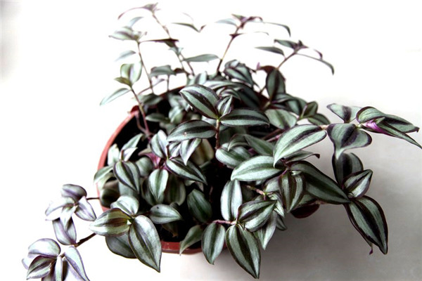 吊竹梅怎么浇水 吊竹梅的四季浇水方法及注意事项介绍