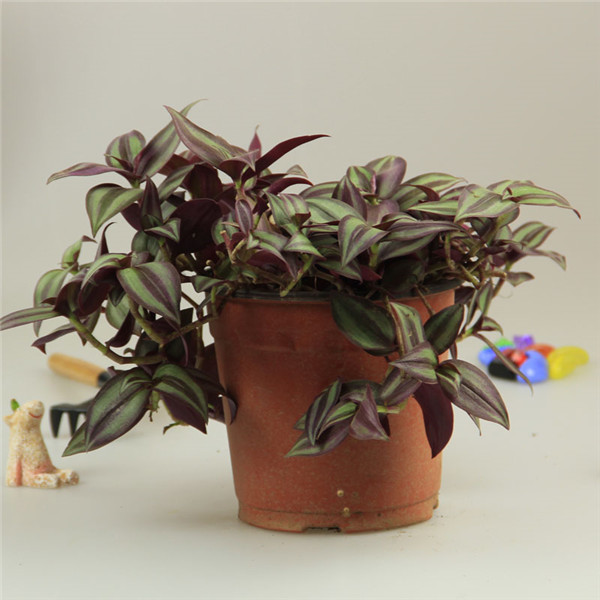 吊竹梅怎么浇水 吊竹梅的四季浇水方法及注意事项介绍