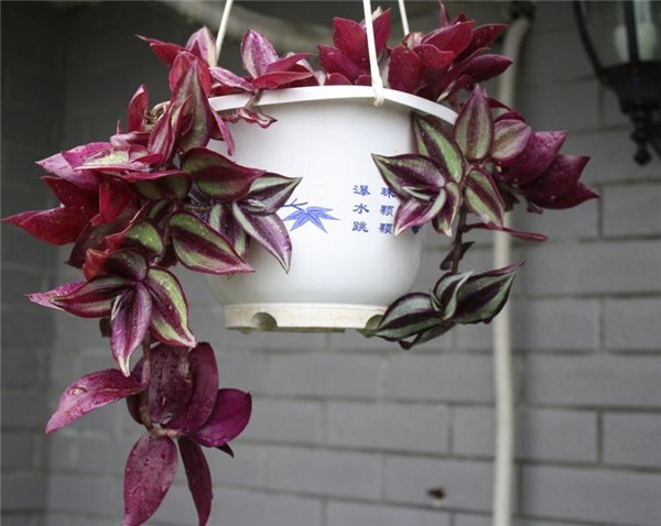 吊竹梅怎么浇水 吊竹梅的四季浇水方法及注意事项介绍