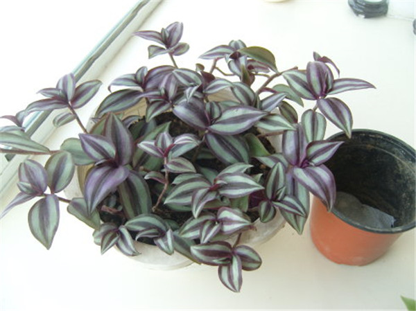 吊竹梅怎么施肥 吊竹梅的施肥方法及注意事项看这里