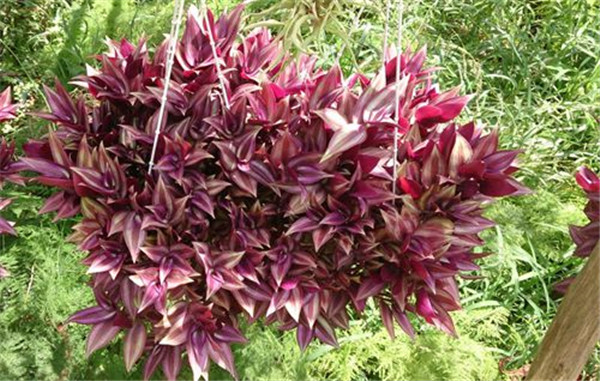 吊竹梅怎么施肥 吊竹梅的施肥方法及注意事项看这里