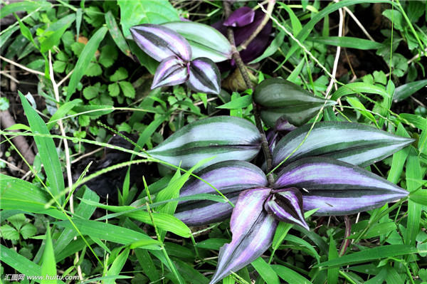 吊竹梅怎么施肥 吊竹梅的施肥方法及注意事项看这里