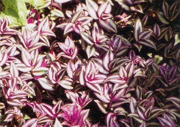 吊竹梅怎么施肥 吊竹梅的施肥方法及注意事项看这里