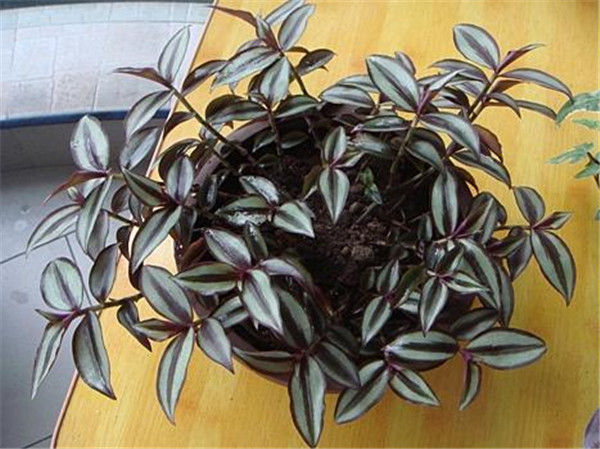 吊竹梅怎么施肥 吊竹梅的施肥方法及注意事项看这里