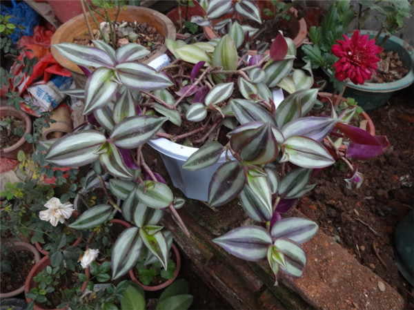 吊竹梅冬天怎么养 学会这四招吊竹梅就可以安全越冬哦