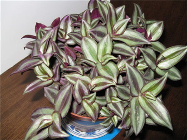 吊竹梅冬天怎么养 学会这四招吊竹梅就可以安全越冬哦