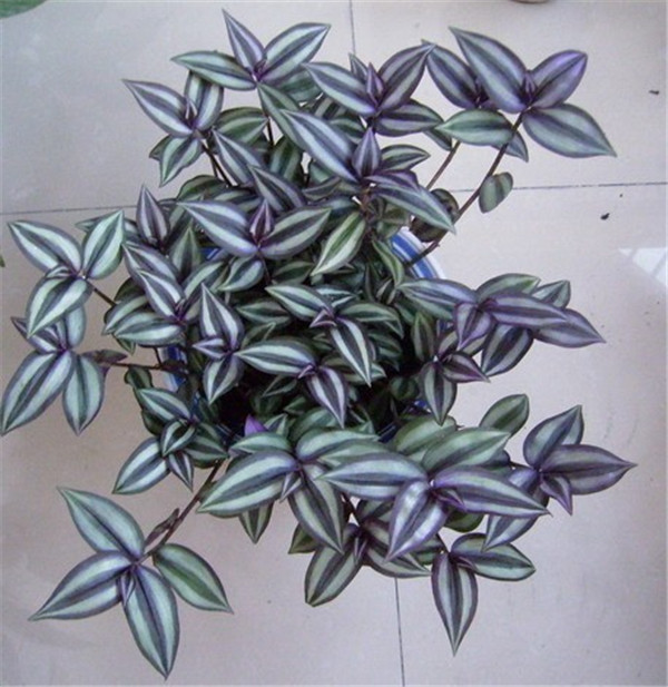 吊竹梅冬天怎么养 学会这四招吊竹梅就可以安全越冬哦