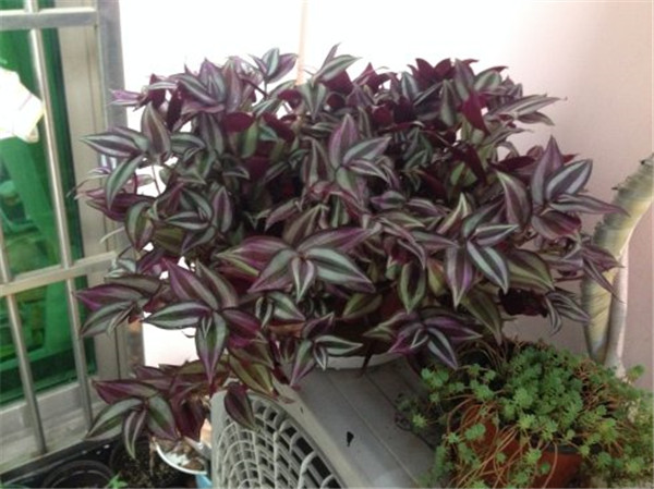 吊竹梅冬天怎么养 学会这四招吊竹梅就可以安全越冬哦