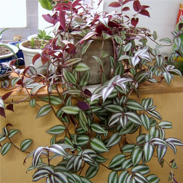 吊竹梅冬天怎么养 学会这四招吊竹梅就可以安全越冬哦