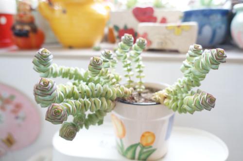 钱串叶子发黄怎么办 这些方法教你轻松解决