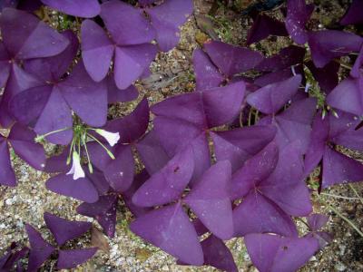 三角叶酢浆草的养殖方法和注意事项有哪些 这么养一定长得好