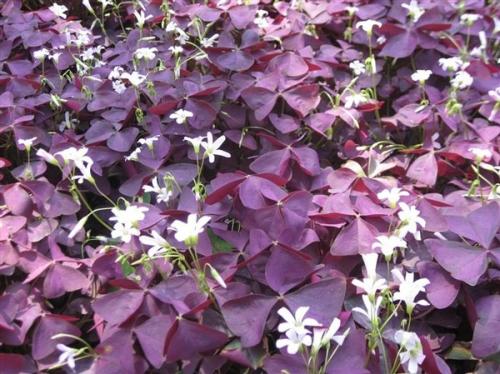 三角叶酢浆草的养殖方法和注意事项有哪些 这么养一定长得好