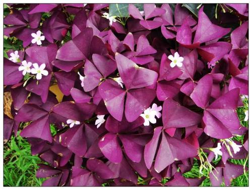 紫叶酢浆草如何爆盆方法介绍 这么给紫叶酢浆草爆盆是最合适的