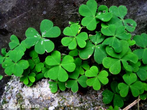 酢浆草种子怎么种方法介绍 这么给酢浆草播种学会了吗
