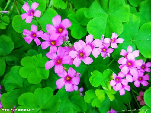 酢浆草种子怎么种方法介绍 这么给酢浆草播种学会了吗