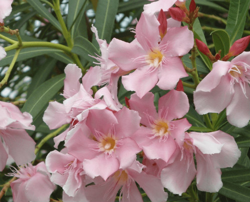 �컨������ʲôʱ�򿪻� �컨�����ҿ������������������⼸��Ŷ