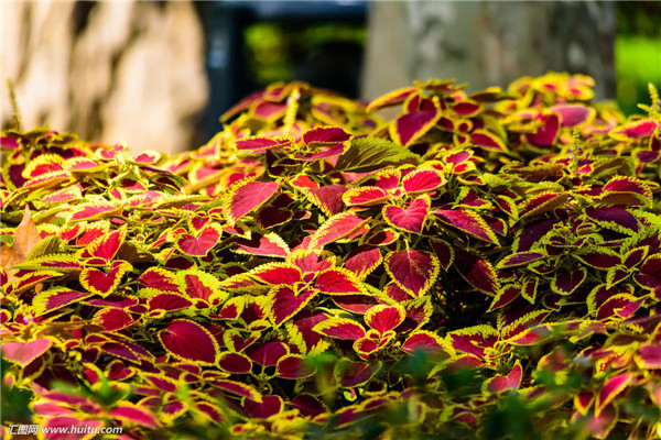 彩叶草怎么浇水 这样给彩叶草进行浇水会生长的更旺盛