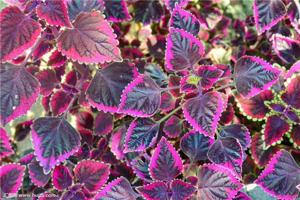 彩叶草怎么浇水 这样给彩叶草进行浇水会生长的更旺盛