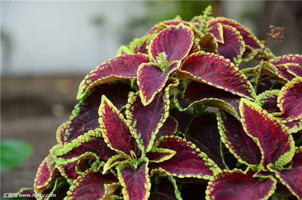 彩叶草怎么浇水 这样给彩叶草进行浇水会生长的更旺盛