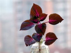 彩叶草可以水培吗 学会这样给彩叶草进行水培存活率更高