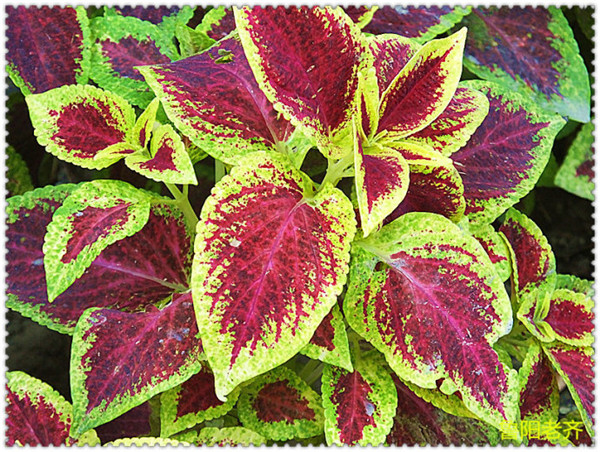 ��Ҷ��Ҷ�ӷ�����ô�� ���ǿ��������Բ�Ҷ�ݽ��з���Ŷ