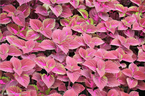 ��Ҷ��Ҷ�ӷ�����ô�� ���ǿ��������Բ�Ҷ�ݽ��з���Ŷ