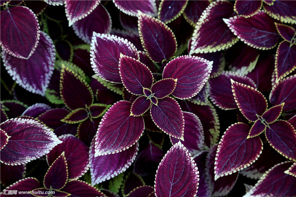 ��Ҷ��Ҷ�ӷ�����ô�� ���ǿ��������Բ�Ҷ�ݽ��з���Ŷ