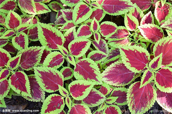 ��Ҷ��Ҷ�ӷ�����ô�� ���ǿ��������Բ�Ҷ�ݽ��з���Ŷ