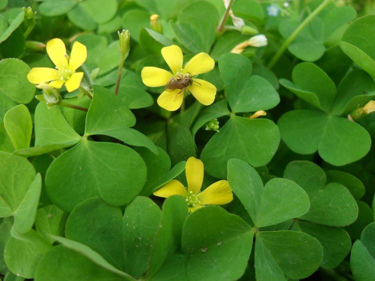 酢浆草怎么施肥方法详细介绍 这么给酢浆草施肥最简单