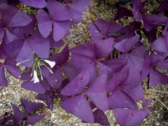 ��������ʲô���ֱȽϺ��� �����ݵ������䷽������