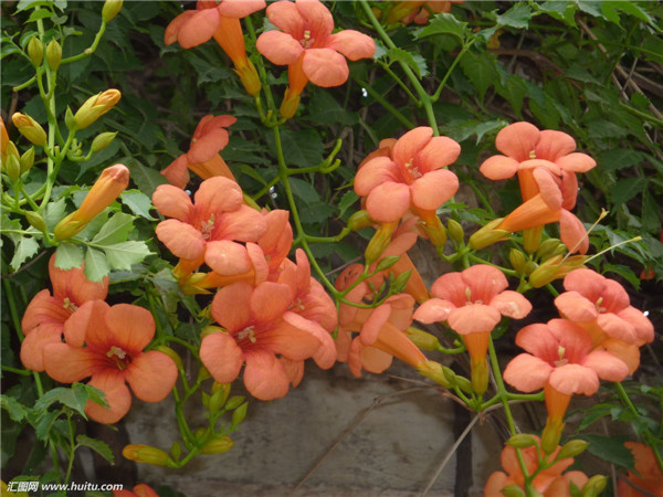 凌霄花怎么整形修剪 凌霄花的修剪时间及方法都在这里