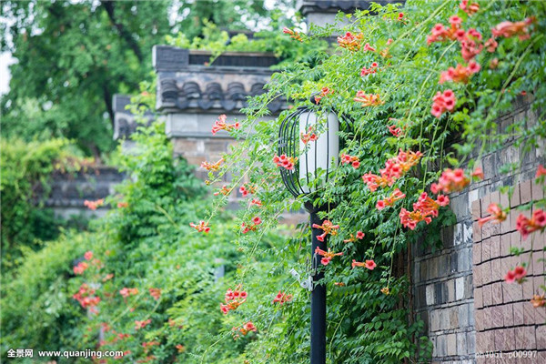 凌霄花怎么整形修剪 凌霄花的修剪时间及方法都在这里