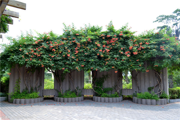 凌霄花怎么过冬 掌握好这五招凌霄花就可以安全越冬哦