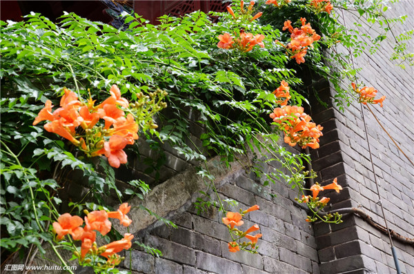 凌霄花怎么过冬 掌握好这五招凌霄花就可以安全越冬哦