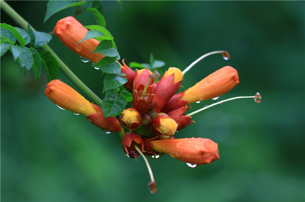 凌霄花怎么过冬 掌握好这五招凌霄花就可以安全越冬哦