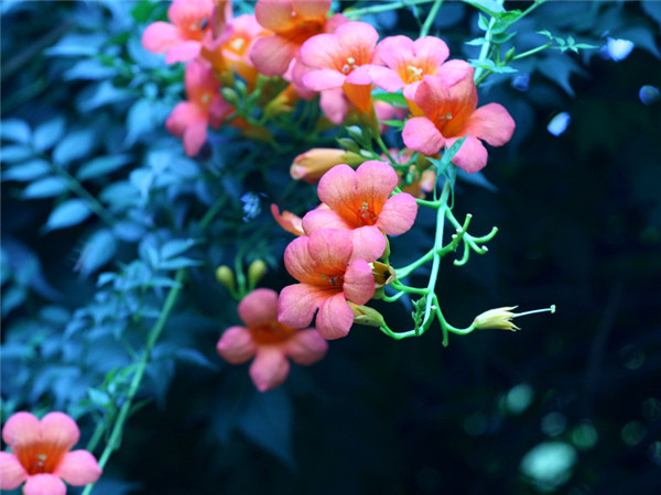 凌霄花怎么过冬 掌握好这五招凌霄花就可以安全越冬哦