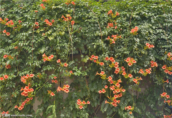 凌霄花是什么花 凌霄花的养殖风水禁忌你都了解吗