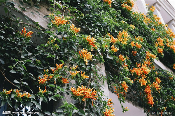 凌霄花是什么花 凌霄花的养殖风水禁忌你都了解吗