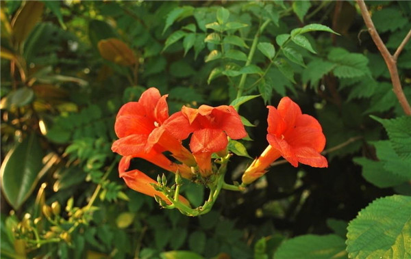 凌霄花是什么花 凌霄花的养殖风水禁忌你都了解吗