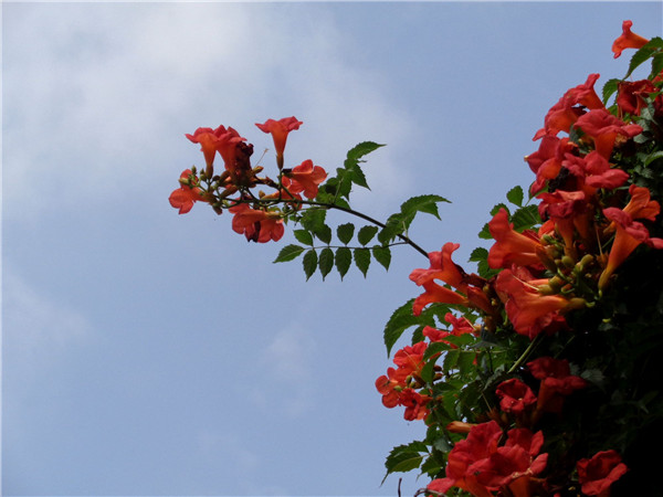 凌霄花是什么花 凌霄花的养殖风水禁忌你都了解吗