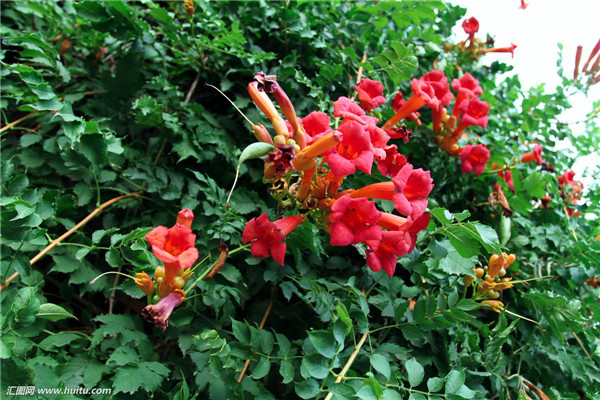 凌霄花是什么花 凌霄花的养殖风水禁忌你都了解吗