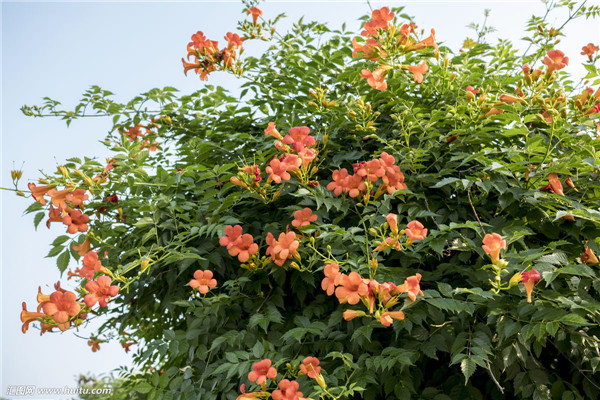 凌霄花是什么花 凌霄花的养殖风水禁忌你都了解吗