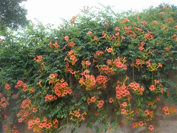 凌霄花叶子发黄怎么办 可能是由于这四种原因导致的